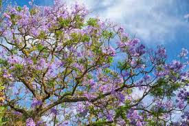 Image result for Jacaranda mimosifolia