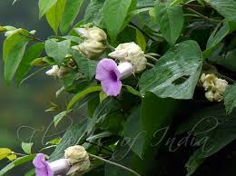 Argyreia Nervosa Elephant Creeper