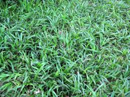 Image result for Dactyloctenium geminatum