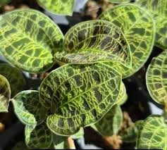 Image result for Peddiea orophila