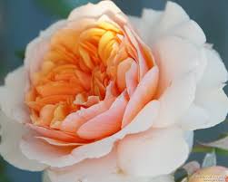 Xavier de Fraissinette