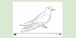 Seashell scallop shell coloring page digital pdf downloadable. Free Arctic Tern Colouring Sheet Colouring Sheets