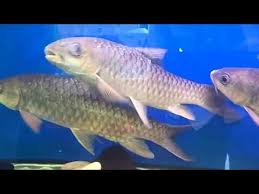 Gabungan peminat, pecinta dan pemancing ikan kelah. Ikan Kelah Merah Berenang Alam Akuarium By Melissatv