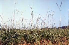 Image result for Paspalum