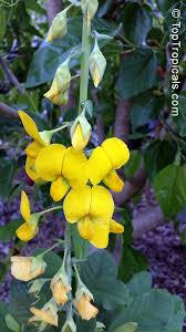 Image result for Crotalaria oocarpa