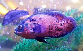 How Big Do Oscar Fish Grow And How Fast Amazing Cichlids