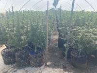 In 2019, the city of oakland became the first in the nation to decriminalize a wide range of psychedelics such as psilocybin mushrooms and ayahuasca.. Nearly 8 000 Cannabis Plants Destroyed At Illegal Tepusquet Road Operation Crime And Courts Santamariatimes Com