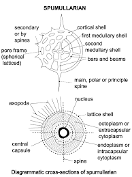 Foraminifera