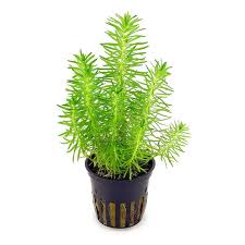 Image result for Pogostemon rogersii