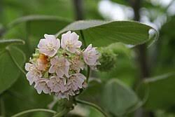 Image result for Dombeya lastii