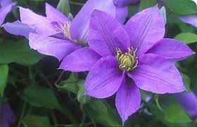 Check spelling or type a new query. Some Clematis Varieties For Flowering At Different Times