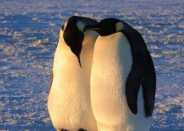 How do king penguins live their lives? Emperor Penguins Diving And Travelling Australian Antarctic Program