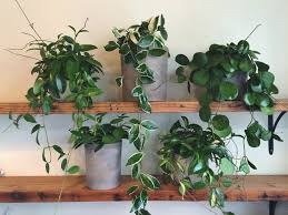 Hoya Plant Care How To Grow Our Top 5 Cultivars Hoya Plants Hanging Plants Plants
