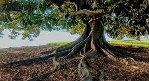 Groundcover plants planted between the exposed roots eventually conceal the roots as the plants grow without causing any damage to the tree. What To Do About Exposed Tree Roots Dave Lund Tree Service And Forestry Co Ltd