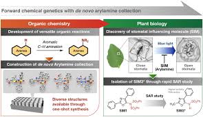 Image result for Stomatanthes sp.no.1