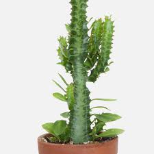 Image result for Euphorbia transvaalensis