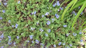 Ground cover weeds with purple flowers. Purple Low Growing Ground Cover 145448 Ask Extension