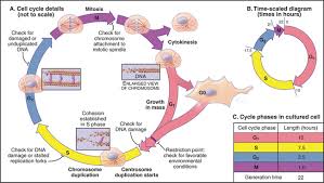 The cell cycle is the process a cell undertakes to replicate all of its genetic material and divide into two identical cells. Introduction To The Cell Cycle Basicmedical Key