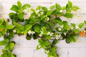 This plant is a vigorous grower, but can easily be managed with an. Star Jasmine Plant Care Growing Guide