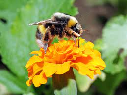 Have bumble bees typically make their nest underground, but some species will nest above ground in honey bees may sting a victim several dozens of times within a short time period, while an attack. Bee Sting Pictures What Does A Bee Sting Look Like
