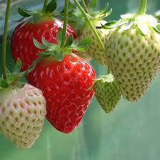 We did not find results for: Growing And Caring For Strawberry Plants In Pots Dengarden