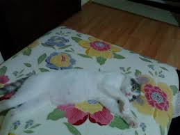 Hayvan Dostlari Alanya Merkez Acil Kayip Kedi Facebook