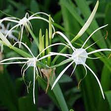 Best flowering occurs in full sun or light shade for most lycoris species except lycoris radiata (red spider lily) which thrives in partial shade (especially in hot climates). How To Plant Grow Texas Spider Lily Hymenocallis Liriosme Pond Informer