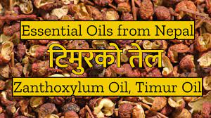 Meaning of timur in english Essential Oils From Nepal Timur Oil à¤Ÿ à¤® à¤°à¤• à¤¤ à¤² Americama Nepali