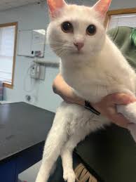 Is this white cat found in Beverly familiar to anyone?