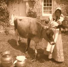 Lovely Old Photo Of Jersey Cow Jersey Cow Farm Yard Old Photos