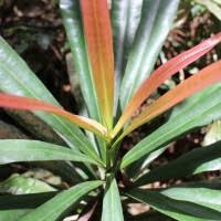 Image result for Laurembergia tetrandra