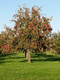 Peaches are the most universally planted fruit tree in texas. Dallas Fruit And Vegetable Grower Pruning Apple Trees