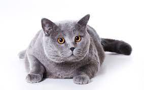 Jenis kucing manx berbulu pendek memiliki memiliki bulu luar yang agak keras dan mengkilap. Dunia Kucing British Shorthair