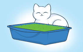 Cat grass can grow indoors all year round, but should only be planted outside during spring, after the threat of frost has passed. How To Grow A Cat Grass Bed Hacks For Cats