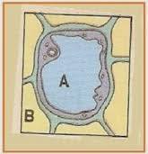 Erudio Scientia Biology Indikator 12