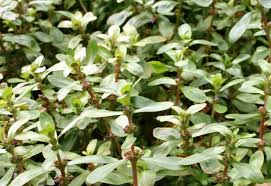 Image result for Ammannia aegyptiaca