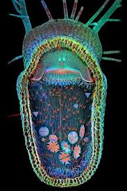 Kuvahaun tulos haulle bladderwort plant