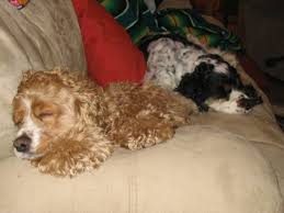 Purebred golden retreiver pups for sale. Why I Bought A Golden Retriever Puppy Even Though I Believe In Rescue The Gloria Sirens