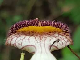Image result for Aristolochia triactina