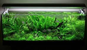 42 Amazing Aquarium Design Ideas Indoor Decorations Fish Tank Plants Live Aquarium Plants Amazing Aquariums