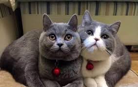 中華民國教育部版權所有© 2015 ministry of education, r.o.c. è‹±å›½çŸ­æ¯›çŒ«å¸¸è§çš„10ç§é¢œè‰² ä½ éƒ½è®¤å…¨äº†å— å¿«èµ„è®¯