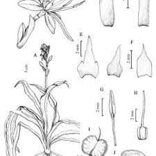 Image result for Chlorophytum zingiberastrum