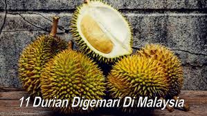 Baka durian terbaik di malaysia. 12 Jenis Buah Durian Popular Dan Digemari Di Malaysia