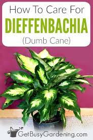 How To Care For Dieffenbachia Dumb Cane Get Busy Gardening Dumb Cane Dieffenbachia Care Plant Care Houseplant