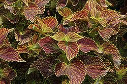 Image result for Coleus stenostachys
