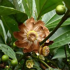 Image result for Bellucia