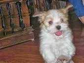These adorable little sweeties have been very well looked after. Kase Havanese In Charlotte North Carolina Nc We Are A Family Of Havanese Dog