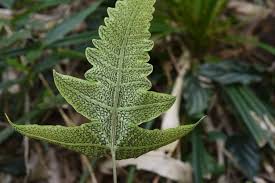 Image result for Stegnogramma