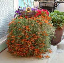 Image result for Lotus berthelotii