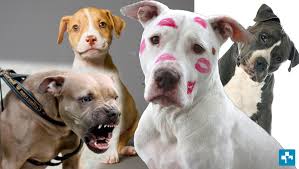 Check spelling or type a new query. Port Elizabeth Woman 72 Kills Two Pit Bulls With Her Shotgun Pet Health Careport Elizabeth Woman 72 Kills Two Pit Bulls With Her Shotgun